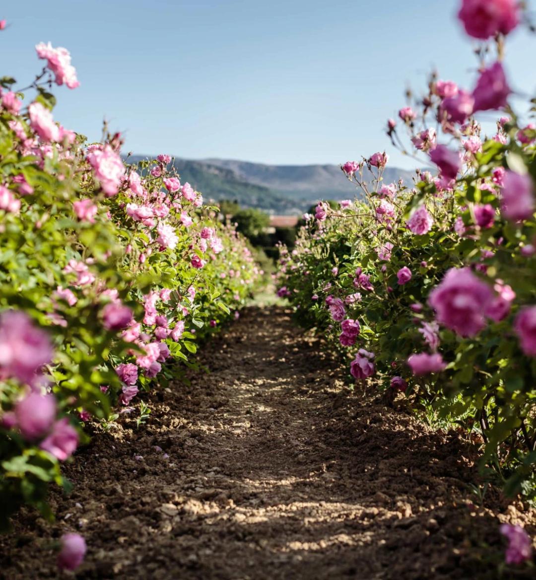 迪奥小姐淡香氛和甜心是一款吗,迪奥甜心小姐浓香和淡香的区别