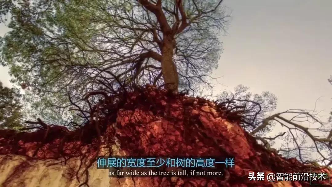 神奇“树联网”,地球本身是一个巨大的超生物体