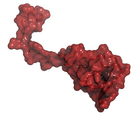 水蛭吸血可治病?结果几百年前的西方人因此导致梅毒的交叉感染