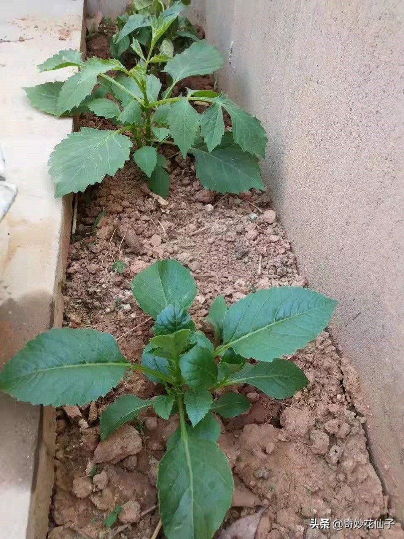 大丽花冬季养护，做到这几点，可以让它轻松安全越冬