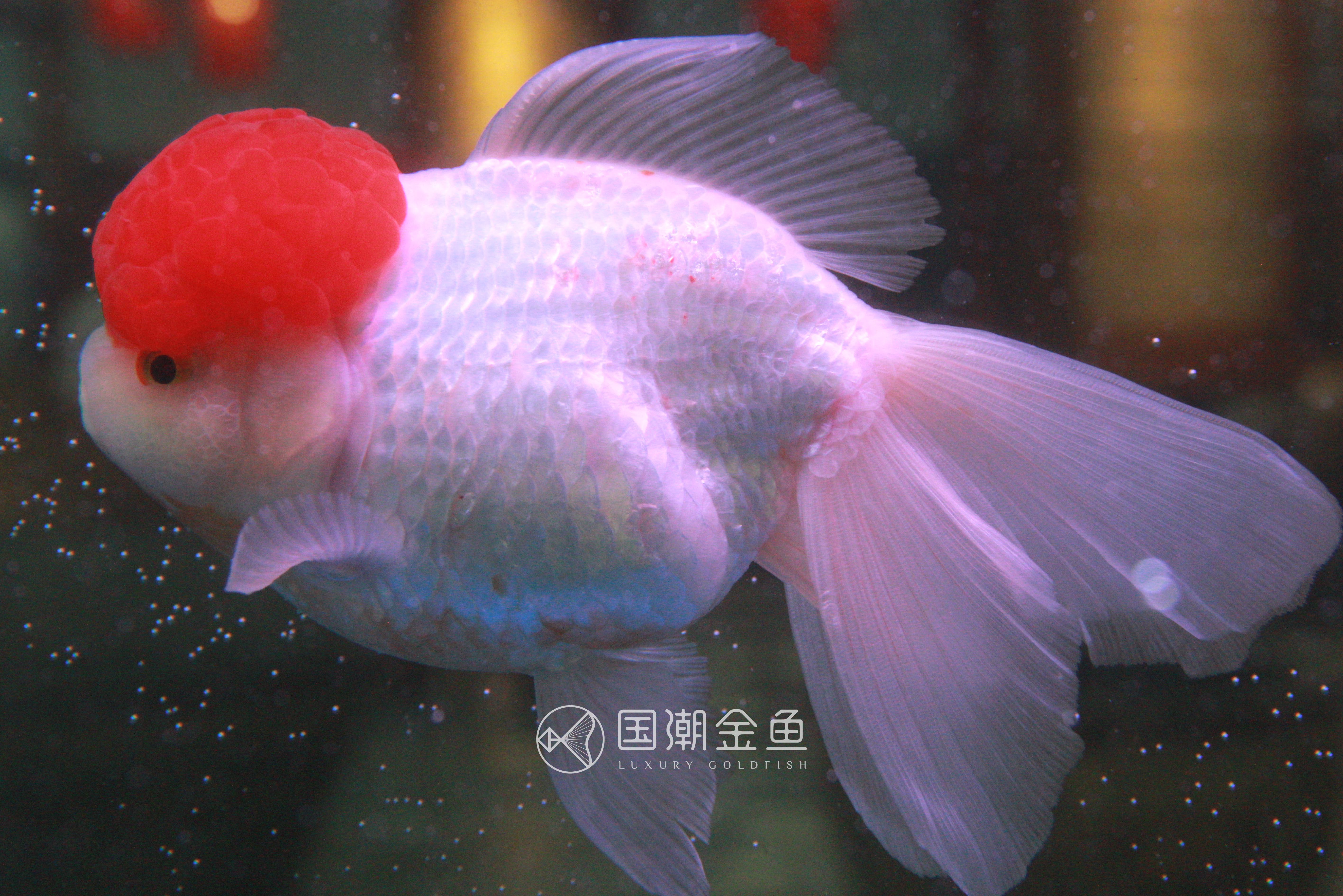 金鱼的颜色与光照的关系,什么品种的金鱼后期颜色稳定