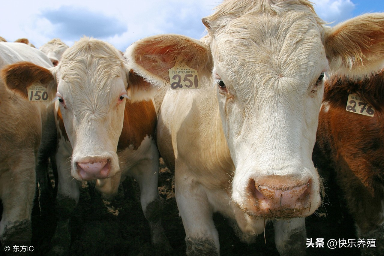 母牛生产知识,有关母牛妊娠期的知识点