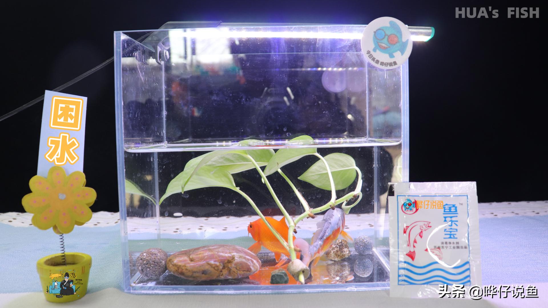 小鱼缸养鱼知识大全,养鱼小技巧大全鱼缸