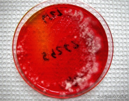 猫咪皮肤病症状及图片,猫咪皮肤病真菌