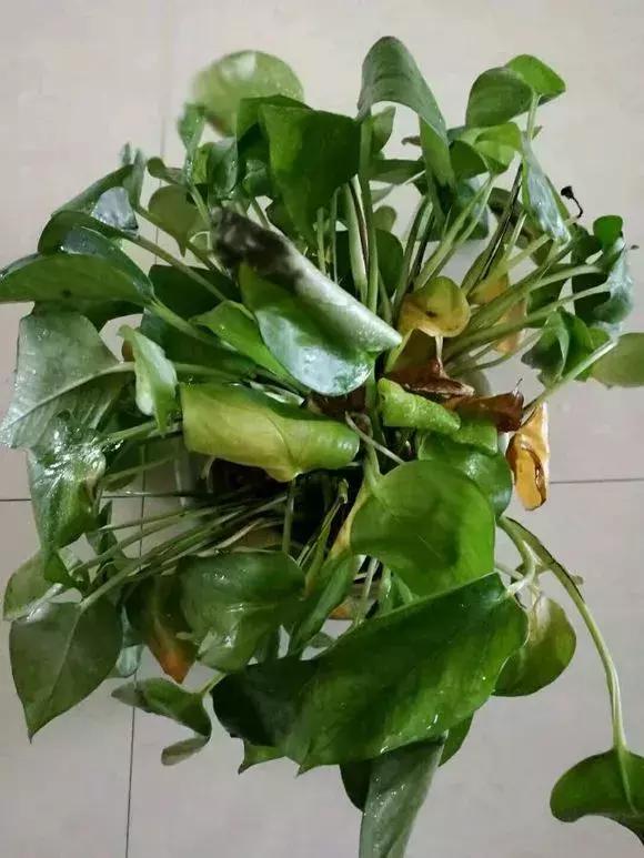 倒垃圾时捡一盆绿萝,被丢弃的一盆绿萝