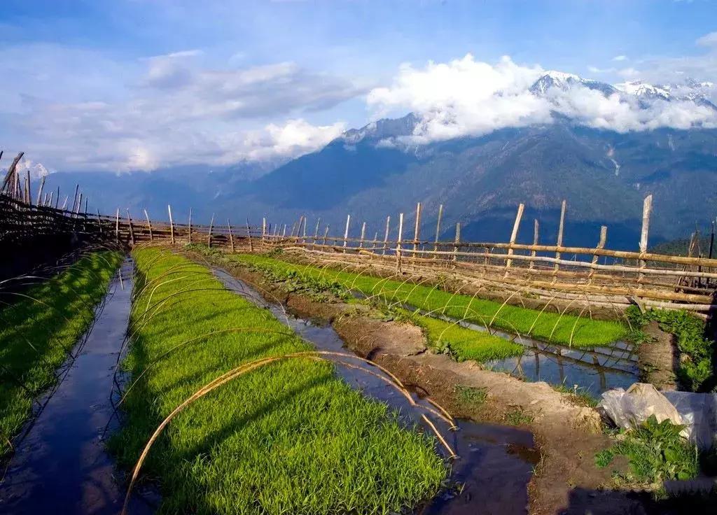 化肥农业曾经的希望，为什么被称为“土地*片鸦**”？都好好看看吧