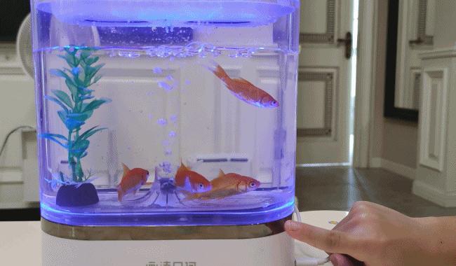透明小型鱼缸可以养鱼吗,小型鱼缸养鱼知识