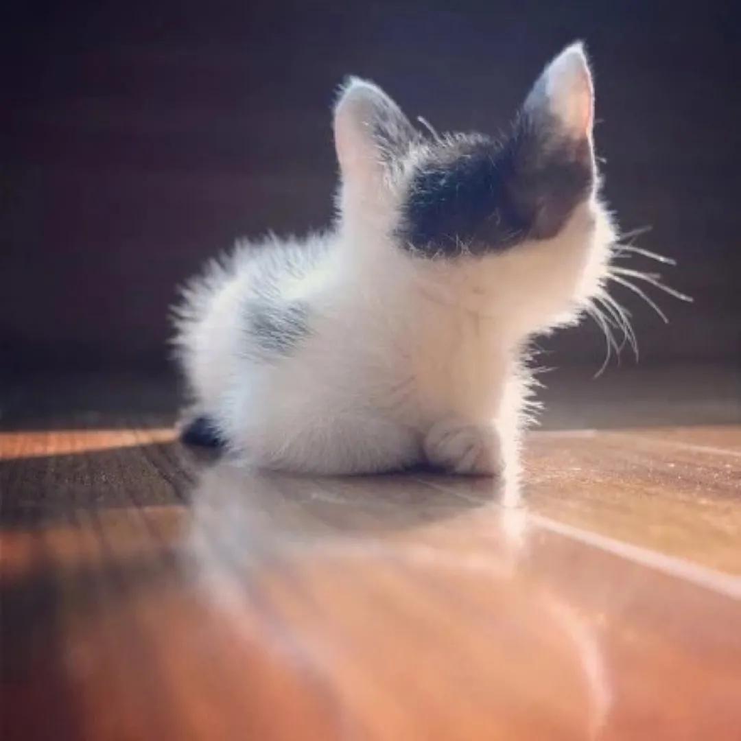 宠物需要办户口吗,宠物是要上户口吗