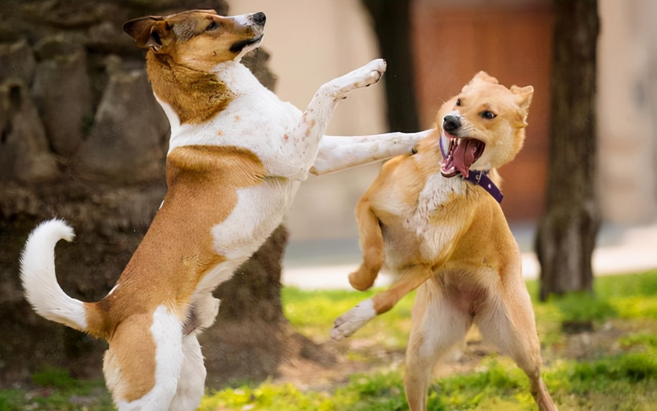 半夜狗突然对着空气大叫,狗突然对着一个地方吠叫