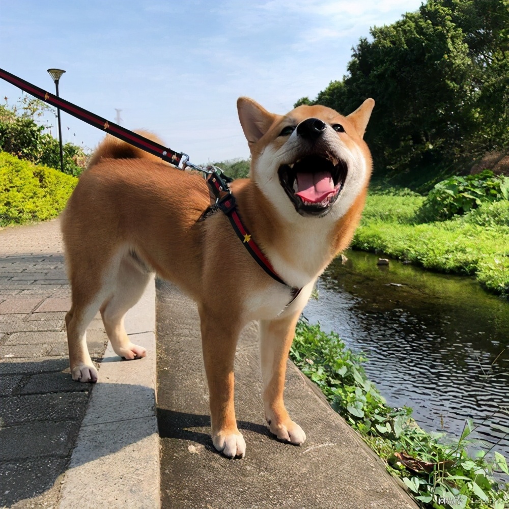 带狗子一起回家路上注意事项,带狗回家注意什么