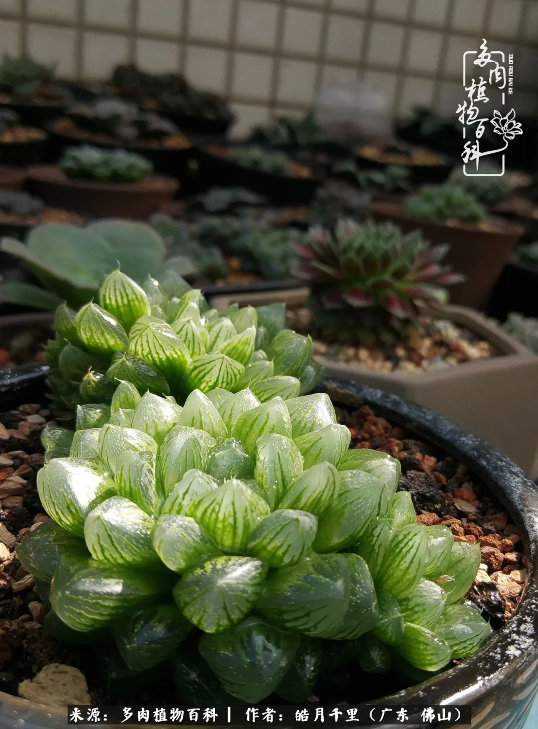 多肉娇气养不活多肉的10个秘密,养多肉是件很治愈的事情