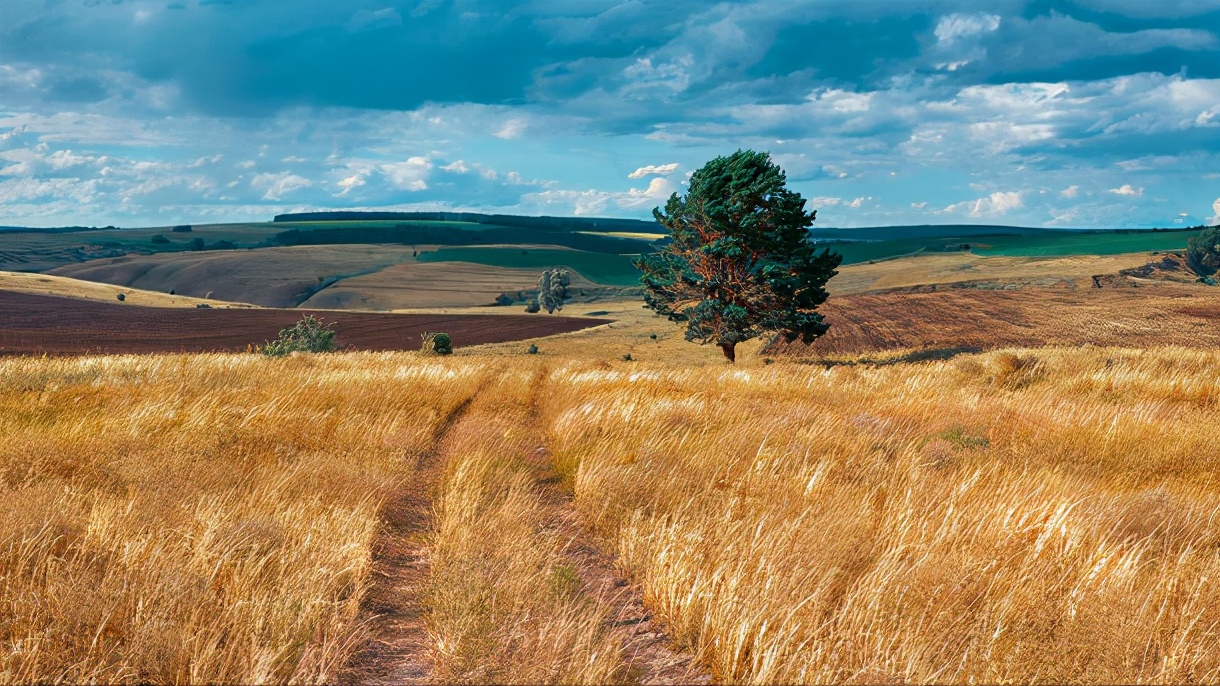 麦田除草剂药害最好的解除方法,麦田拔节除草剂药害如何补救视频