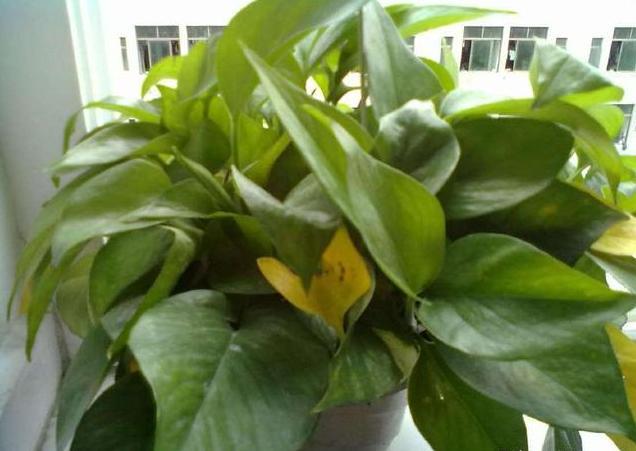 绿萝黄叶怎么回事应该怎样栽种,为什么每次给绿萝浇水绿萝会黄叶