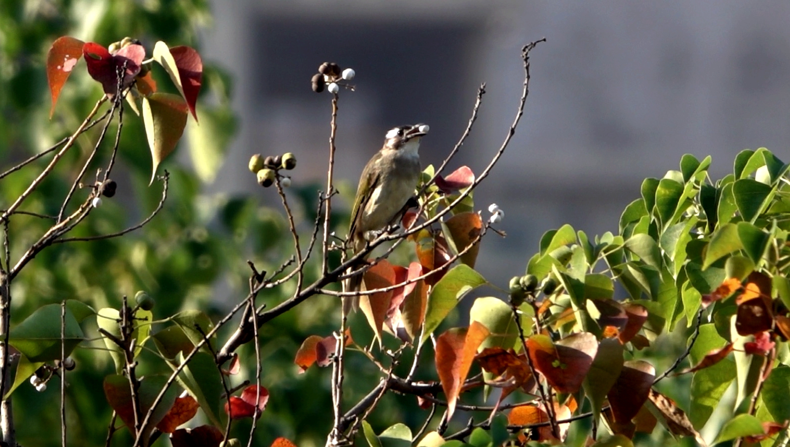 鹎踏梅枝自成画，花落如雨惊闲人