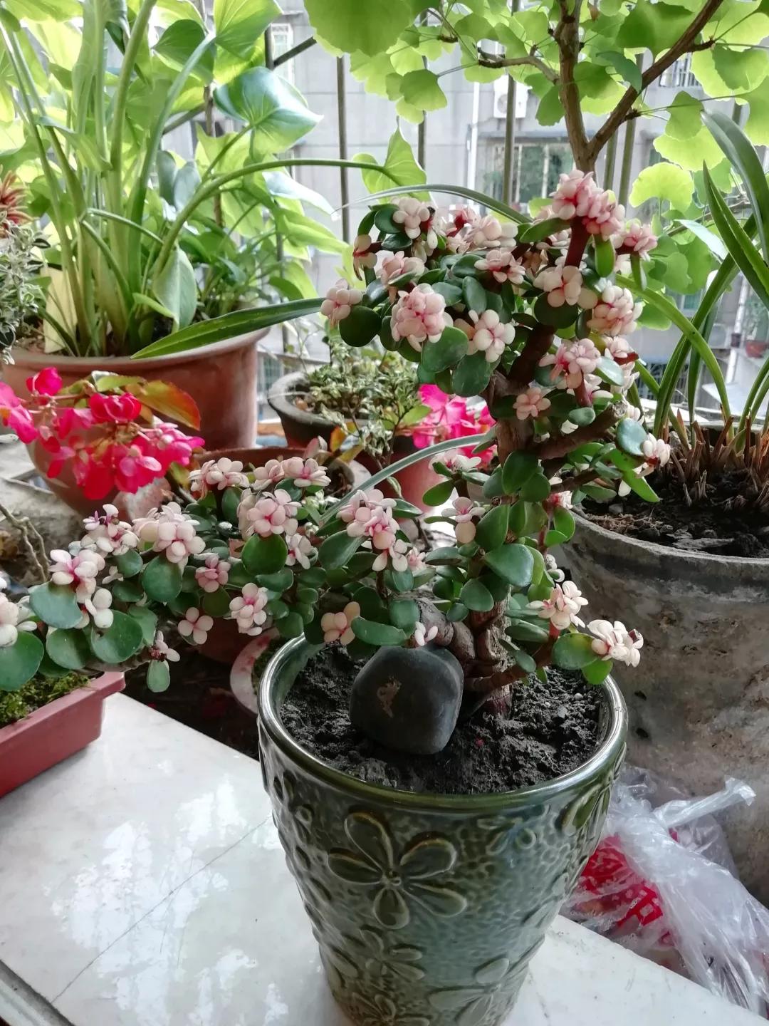 大花马齿苋养花技巧,马齿苋树盆栽怎么养