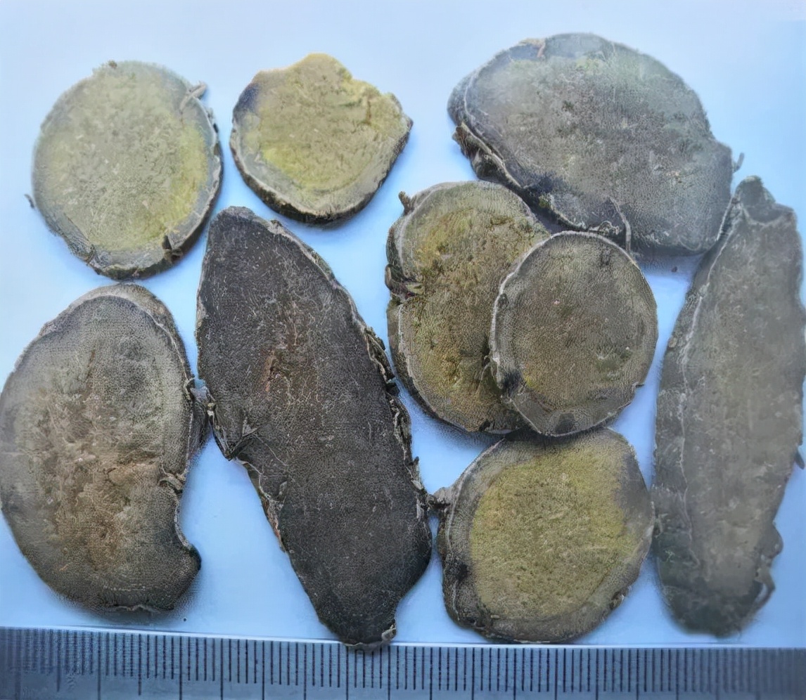 草药莪术的功效与作用,醋莪术行气破血什么意思