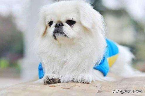 土狗分为哪三种狗品种呢,小土狗都有哪种品种的狗