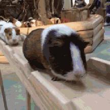 这个国家满街帅哥1米8，和中国互相安利，都安利错了，你知道吗？