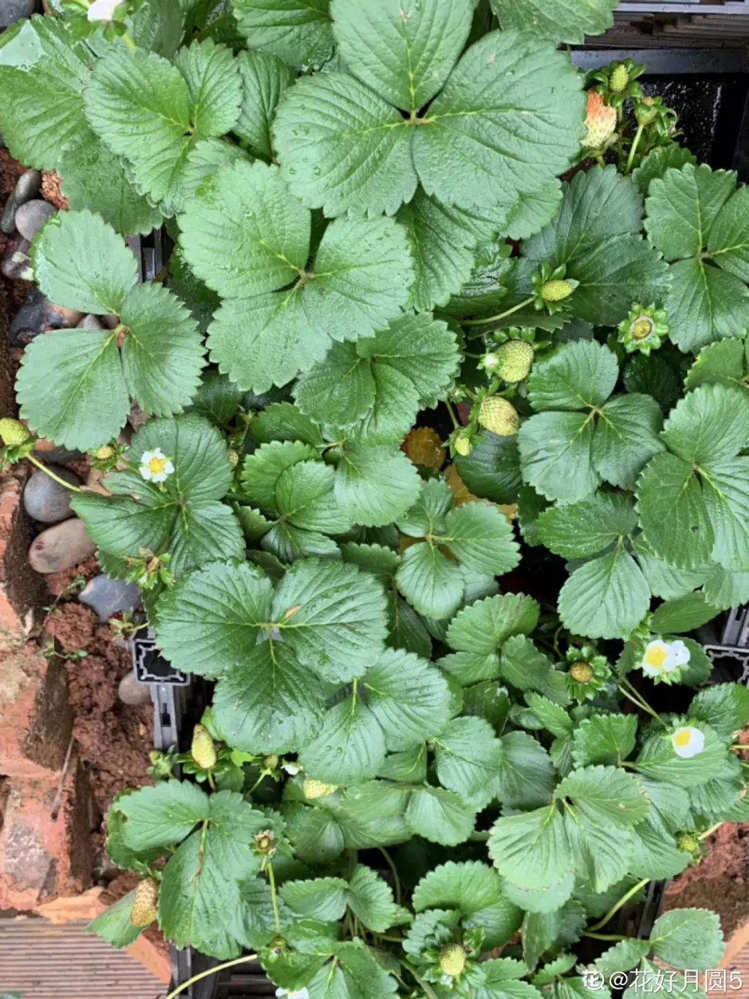 一根枝插土里就能成活的果树,大树枝直接插土里能活吗