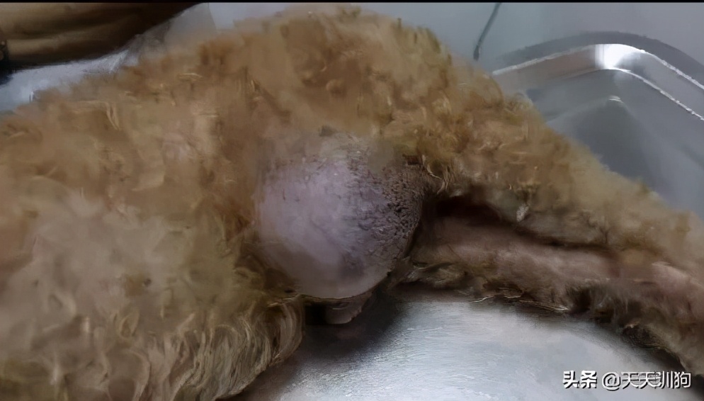 被绝育的狗子,公狗做绝育自闭