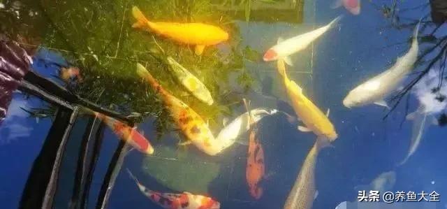 经历2次整池团灭，没关系！接着买从头再来！