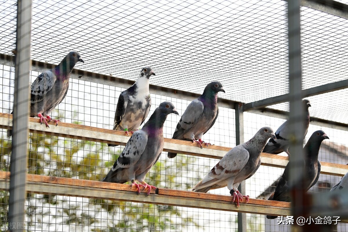 天落鸽进棚,天落鸽子进笼门