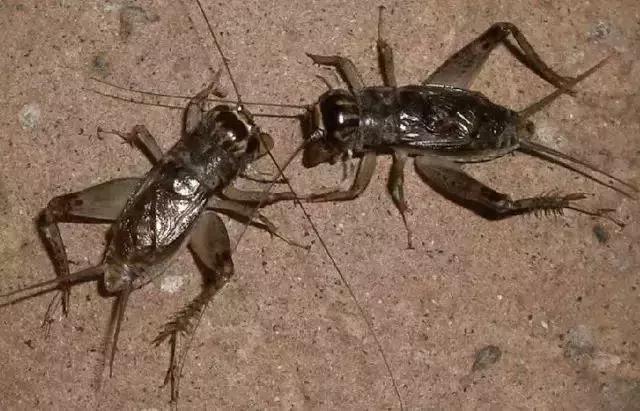 鸣虫油葫芦蝈蝈的区别,鸣虫示范蝈蝈蟋蟀油葫芦