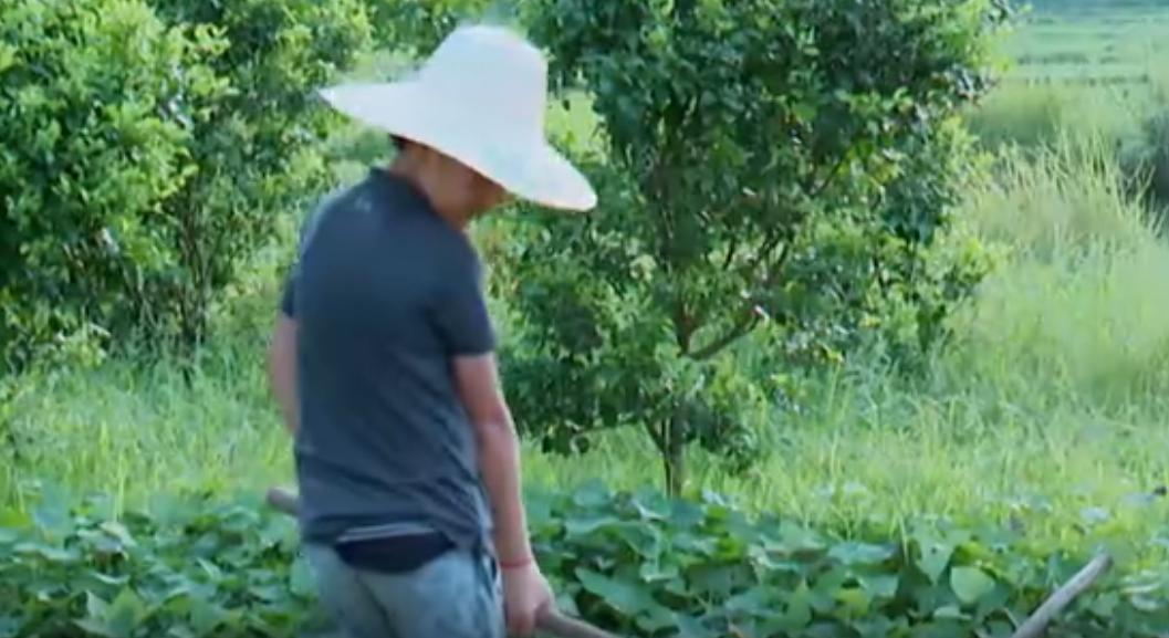 纯素人、偏公益,《谁知盘中餐》为何一举拿下四网省级卫视第一