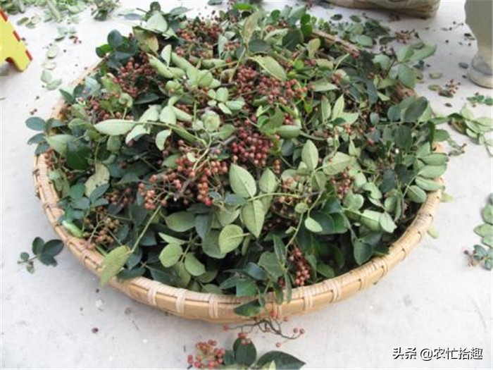 去年砍掉核桃树改种，如今却遇大跌价，这果子怎么了？