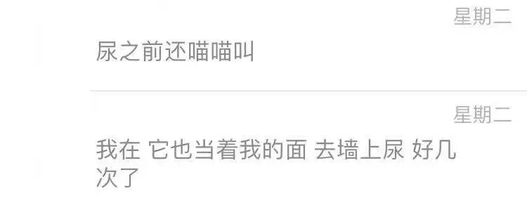 猫咪乱尿解决神器,猫咪乱尿吃什么药管用