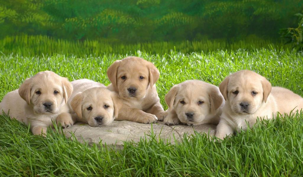 怎样给狗狗取名字更有意义,狗狗取名叫黄瓜