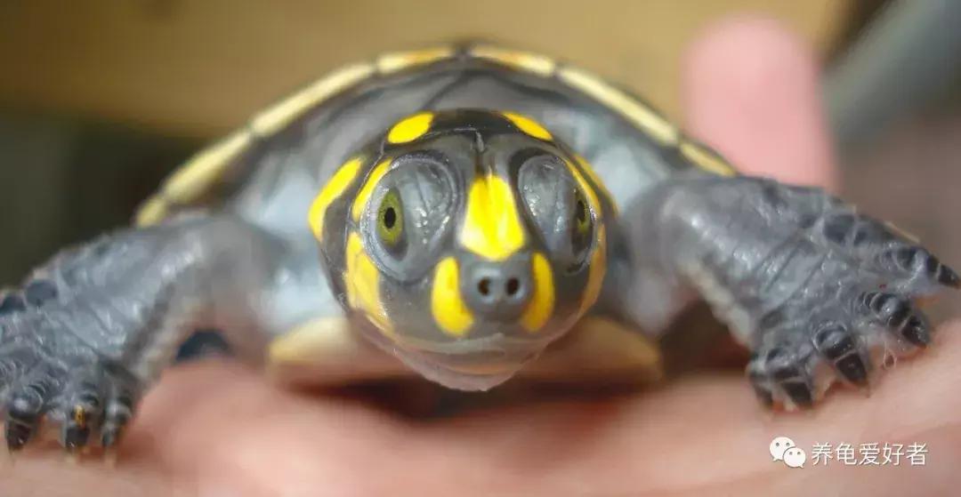 如果你不懂龟，看完之后会想要一只吗？