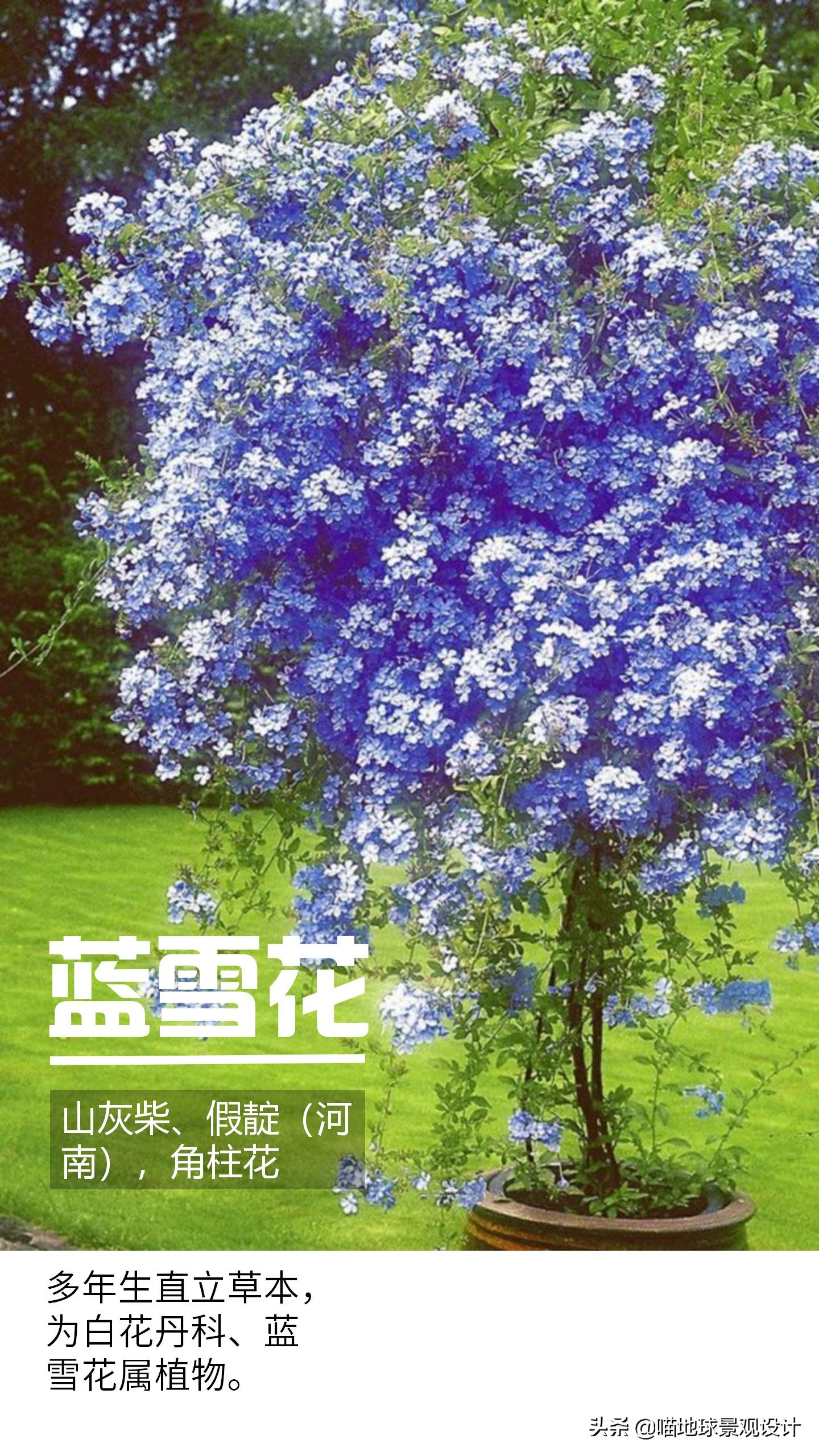 意大利常见的爬藤植物,25种爬藤植物