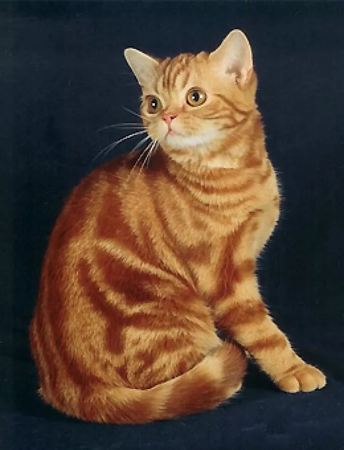 哪种猫好养又美短,好养的猫品种排行榜