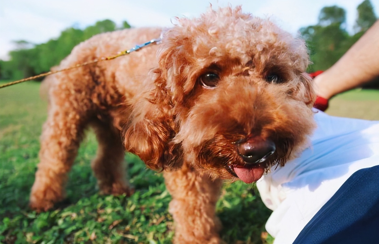 泰迪舔这几个地方是告诉你，有事要发生了