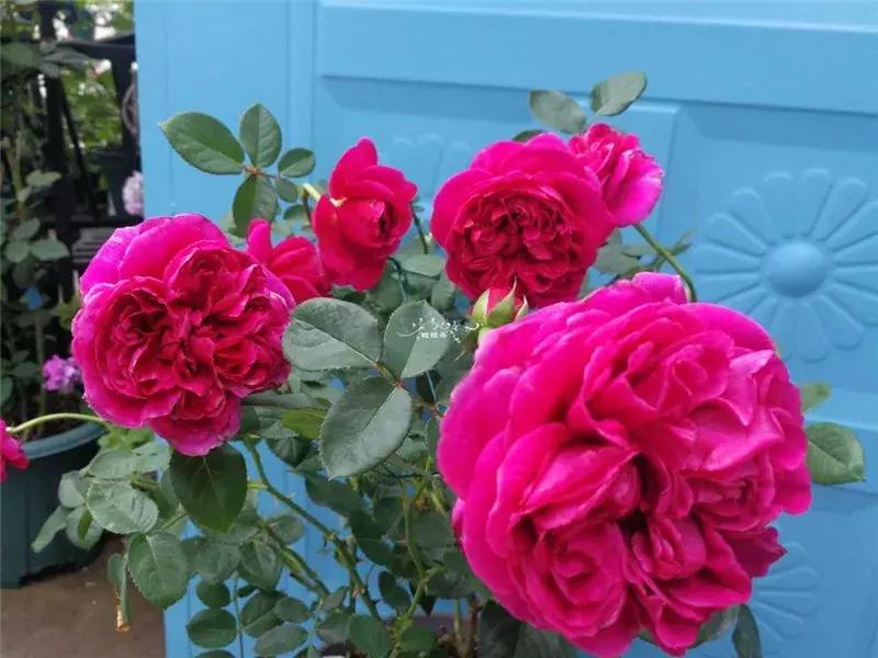 天竺葵的养护视频,垂吊天竺葵的养护