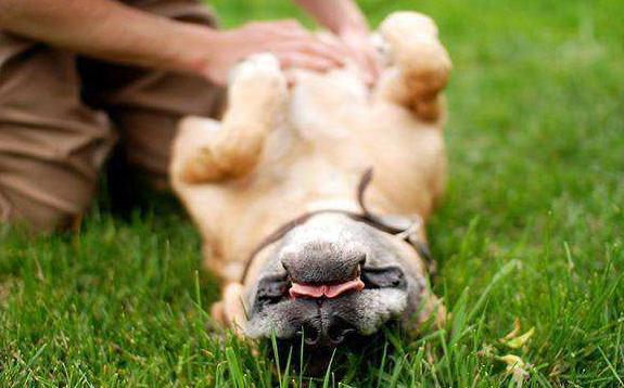 狗狗情绪全解读|狗狗生气、开心的信号？