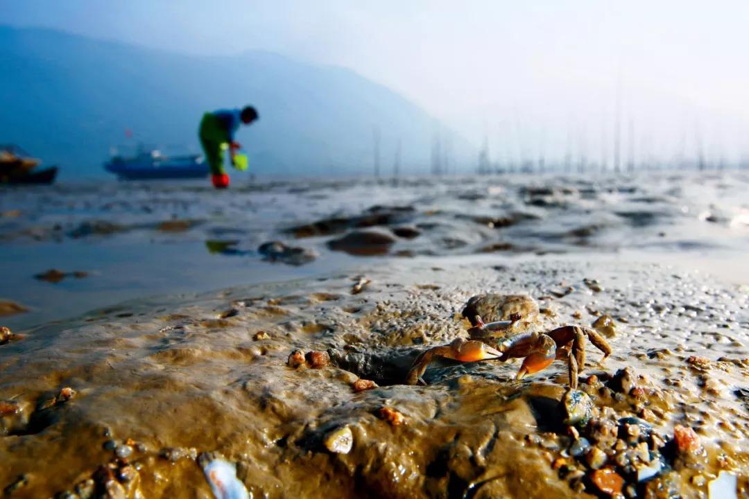 海苔、紫菜、裙带菜,是同一种东西吗?中国哪里的海菜最好吃?