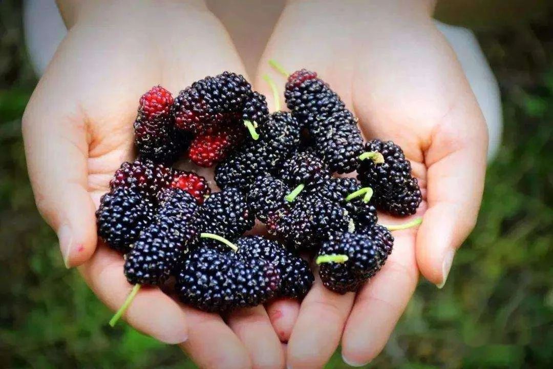 桑树全身都是宝本草纲目记载,桑树一身都是宝被称为东方神木