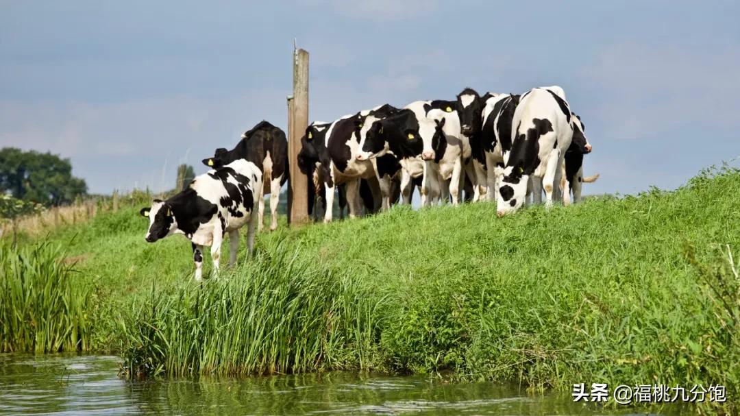 选牛奶三大标准,选酸奶攻略