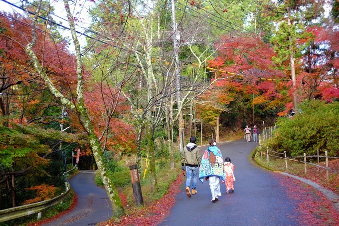 京都赏枫2022,京都赏枫必去景点有哪些好玩的