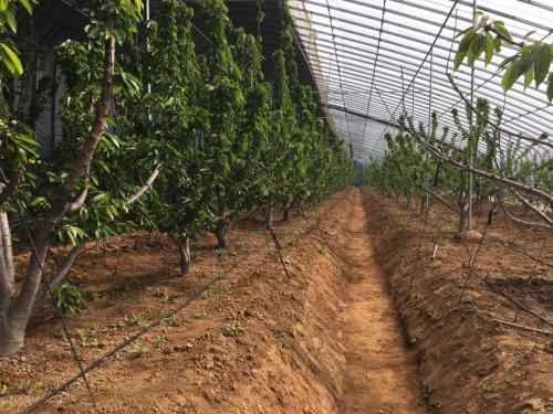 种植樱桃的大棚一亩地投资多少钱,大棚种植樱桃哪个品种好