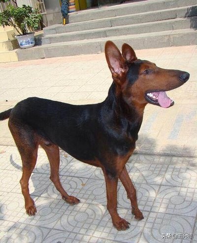 中华神犬,名犬苏联红