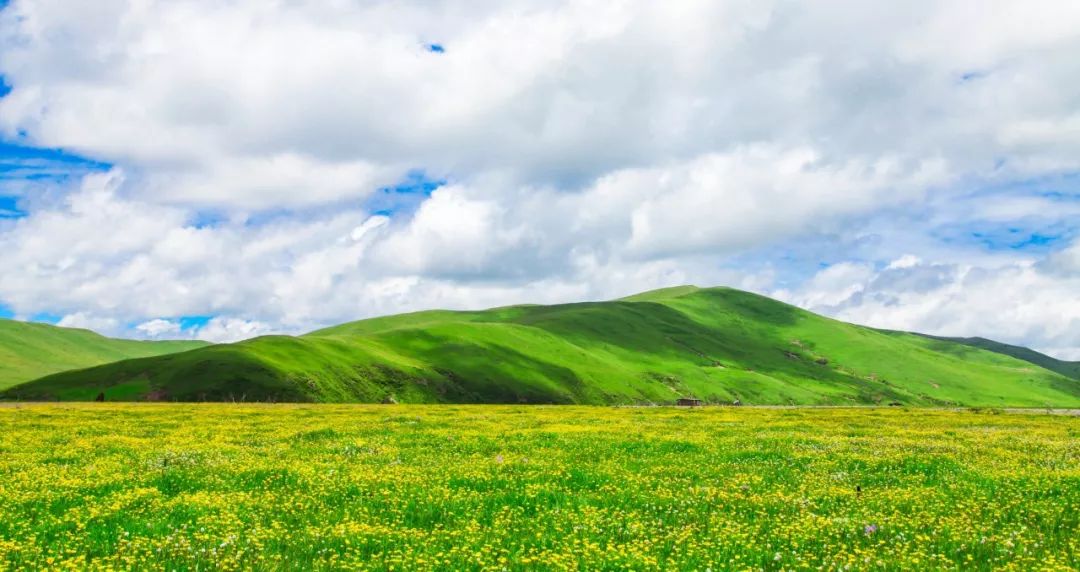 川西若尔盖草原，7月迎来颜值巅峰，温度不到20℃！避暑走起