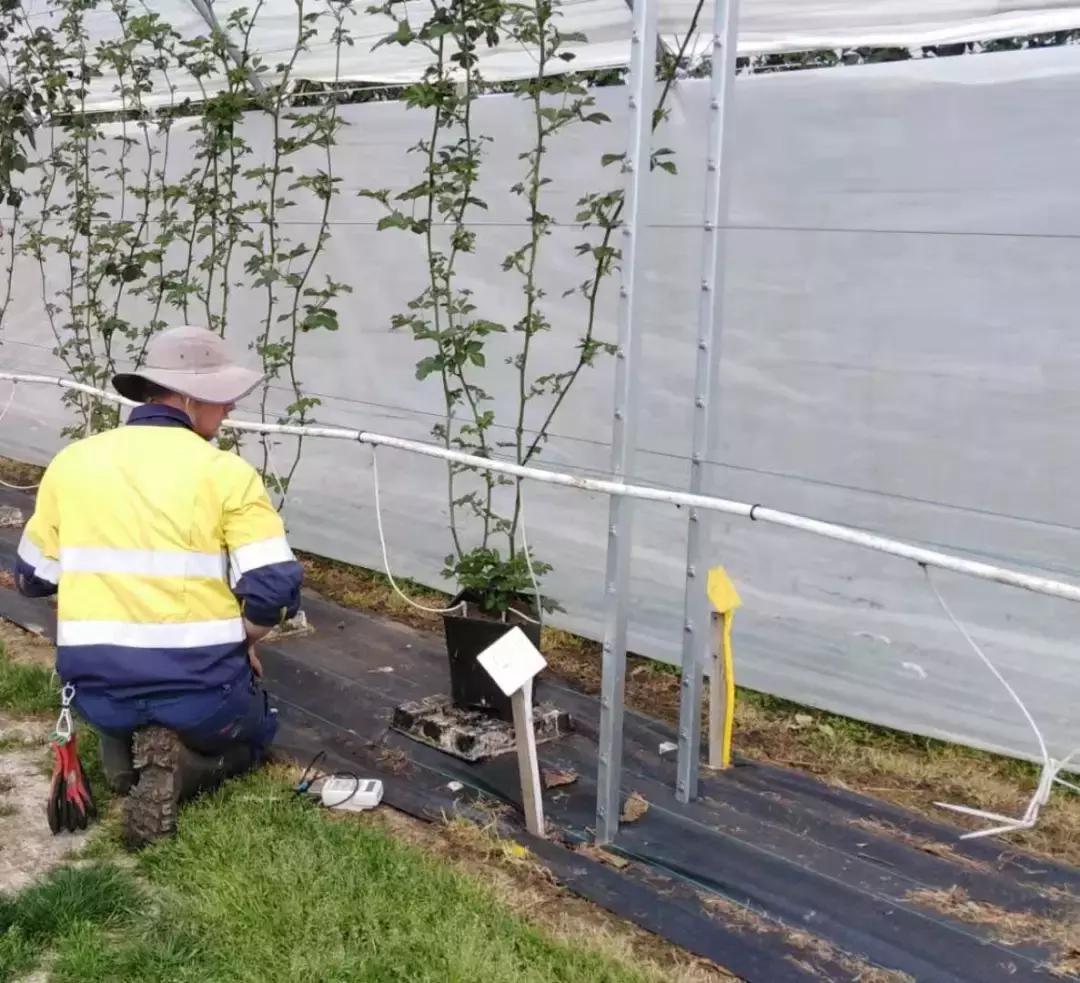 中国人去俄罗斯农场打工真实生活,在农场工作