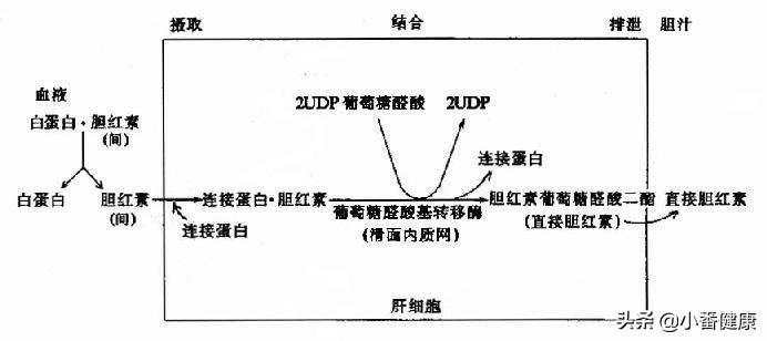 乙肝小三阳出现黄疸怎么治疗,乙肝大三阳黄疸高怎么办