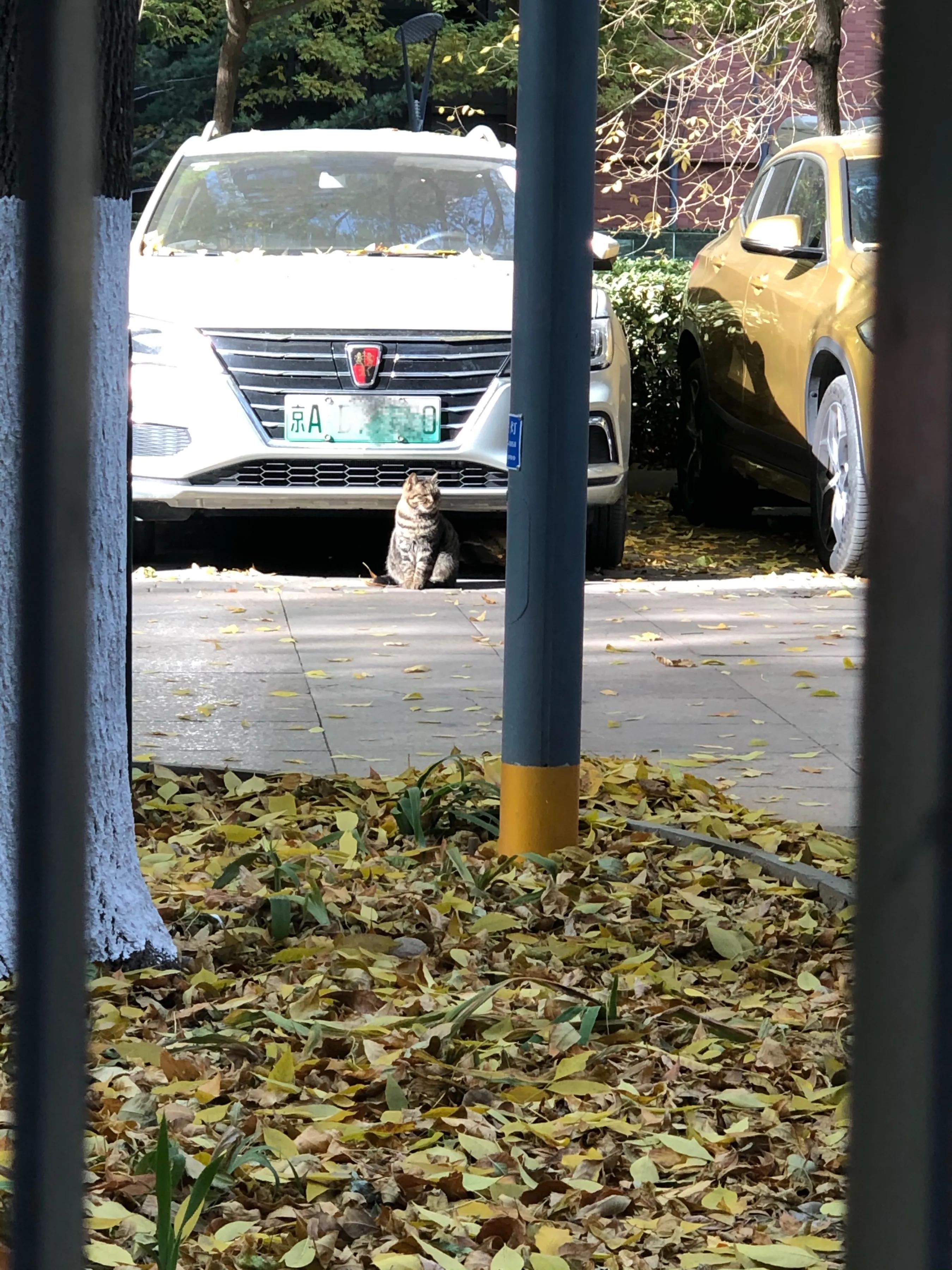 高智商的人为什么不当领导,为什么有些人能力不行喜欢当领导