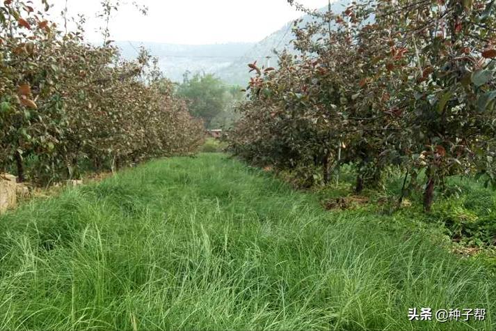 牧草鸭茅是什么,鸭茅林下种植