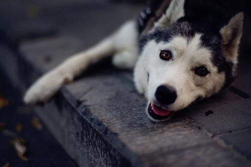 狗狗打喷嚏流鼻涕吃什么药,狗狗流鼻涕打喷嚏