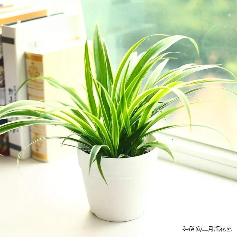 发财树死了吊兰长得挺好,绿萝发财树救活方法